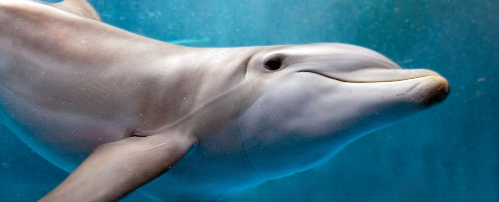 Brains of Stranded Dolphins Showed Signs of Alzheimer’s Disease : ScienceAlert