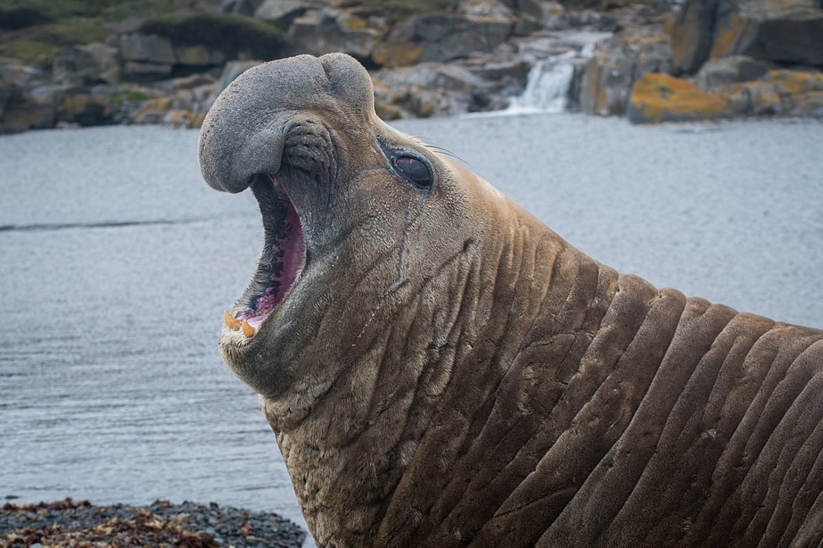 Suspected H5 Cases Found on Southern Ocean Island