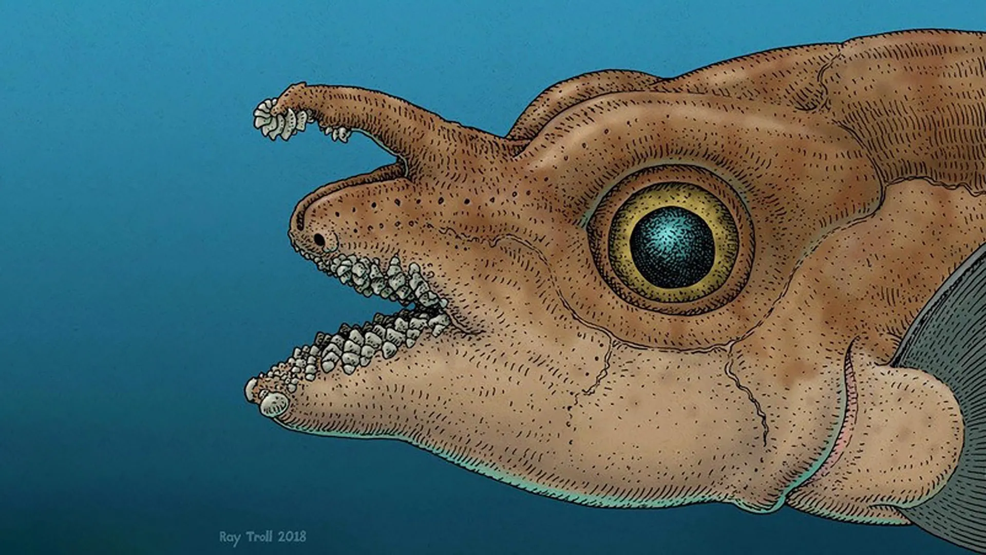 Scientists just found real teeth growing on a fish’s head