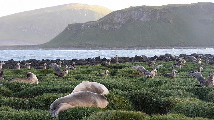 Signs of deadly bird flu detected on Australian sub-Antarctic island – news.cgtn.com