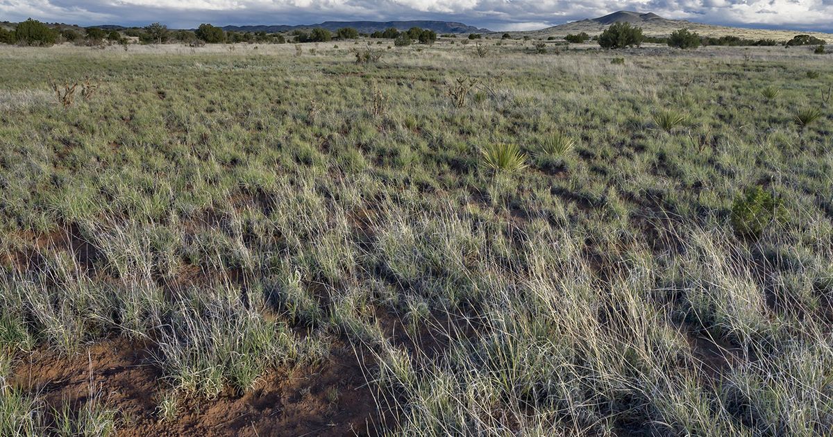 Conservation Is the Work of Art: How The Lightning Field Made Land Art into Land Management