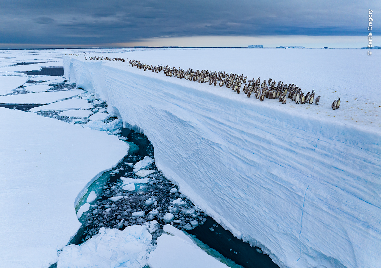 Ice Edge Journey | Wildlife Photographer of the Year