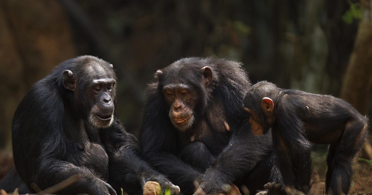 Wild chimpanzees show human-like cognitive decline with age