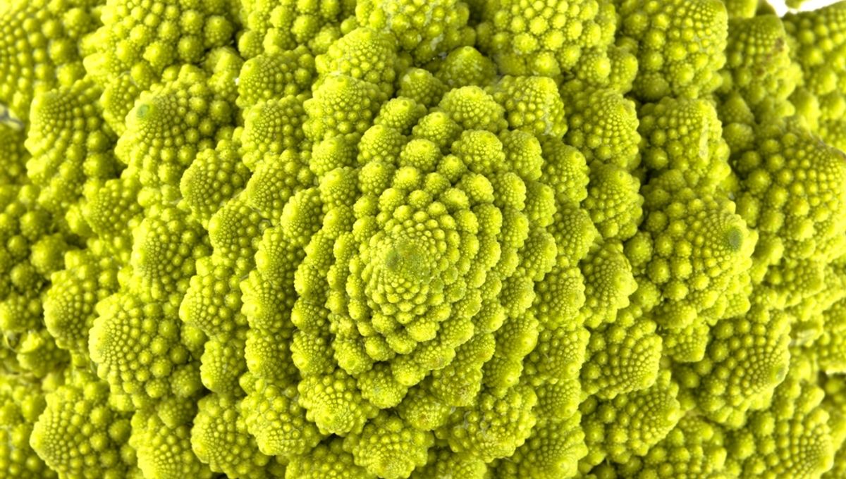 Scientists Stumped By 407-Million-Year-Old Fossilized Plant That Doesn’t Follow The Fibonacci Sequence