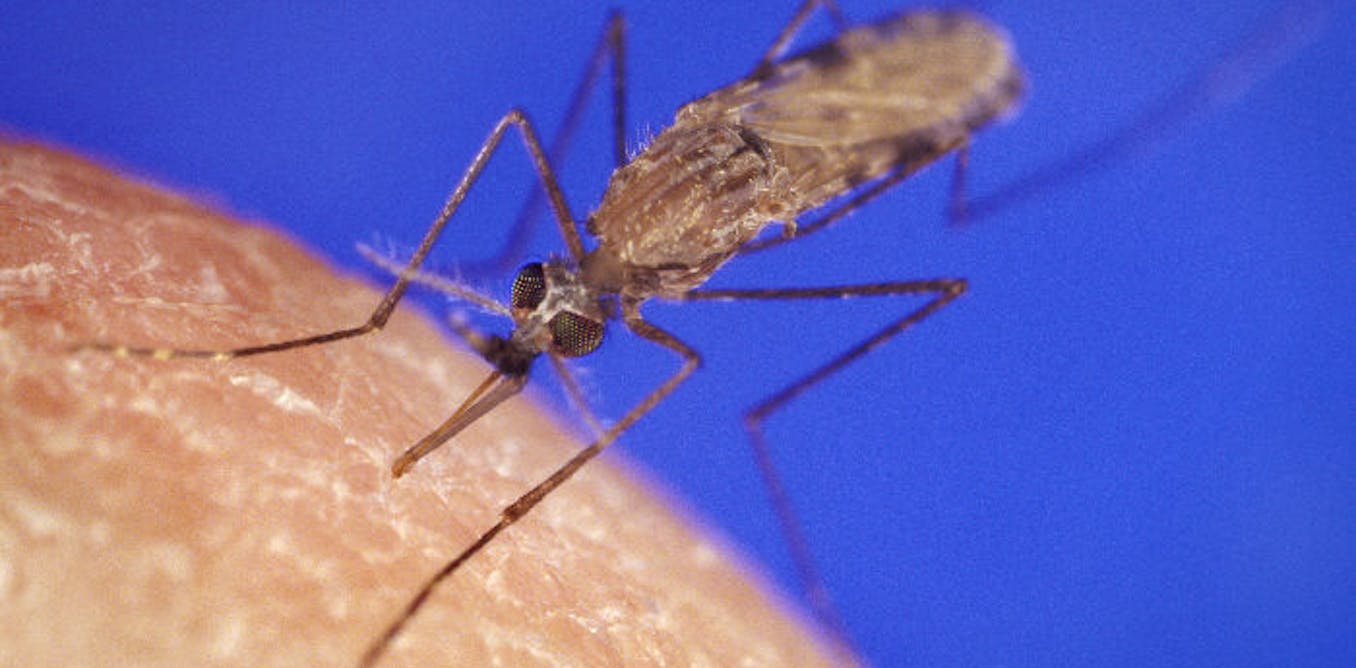 scientists target parasite’s secret defence system