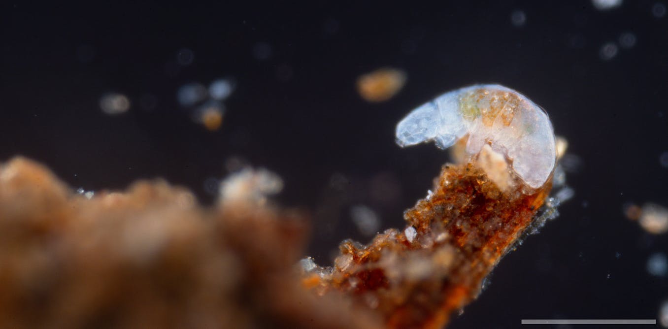 Water bears survive cosmic radiation with one DNA-protecting protein – learning how could boost human resilience, too