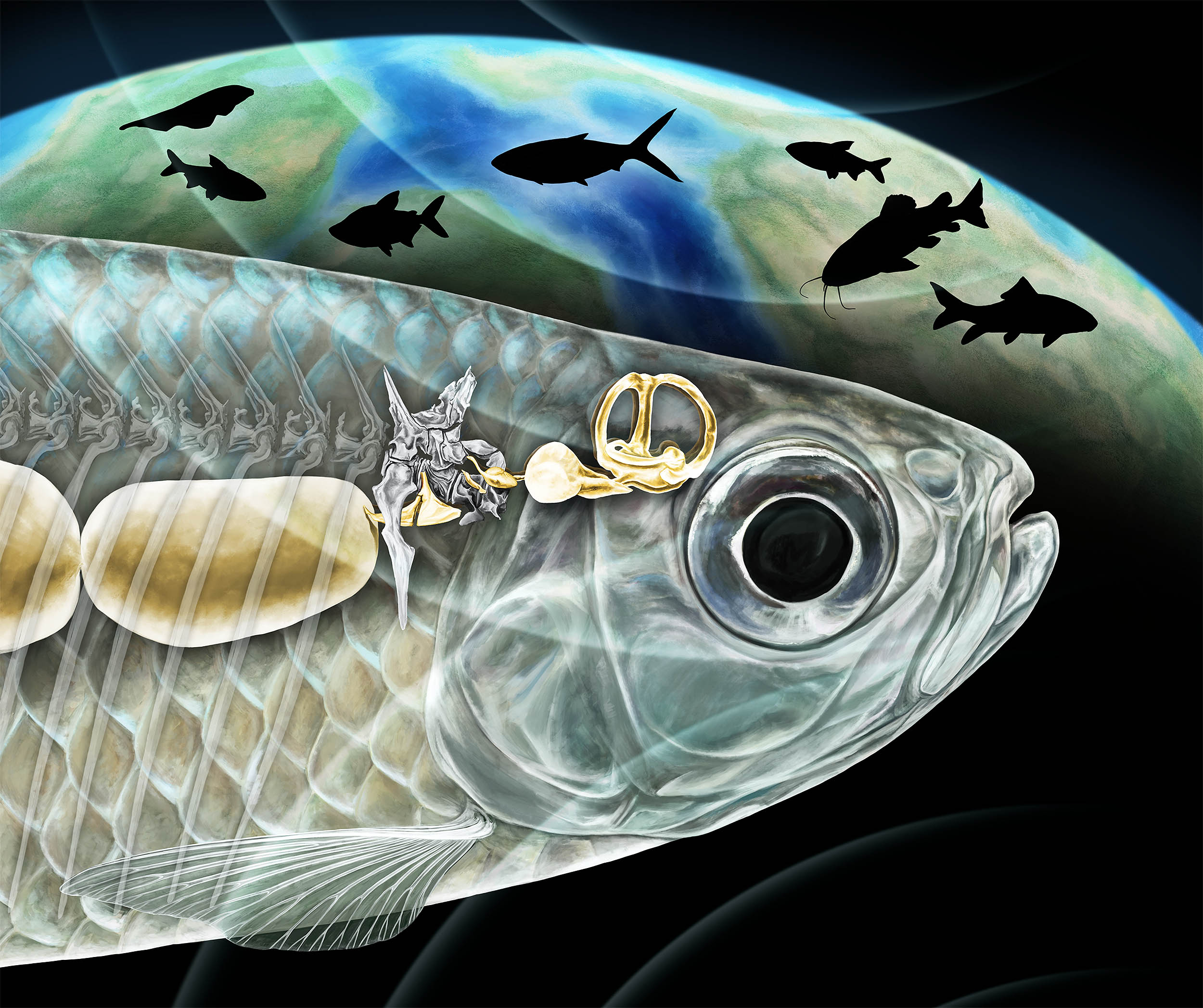 Tiny fossilized ear bones rewrite the story of fish evolution