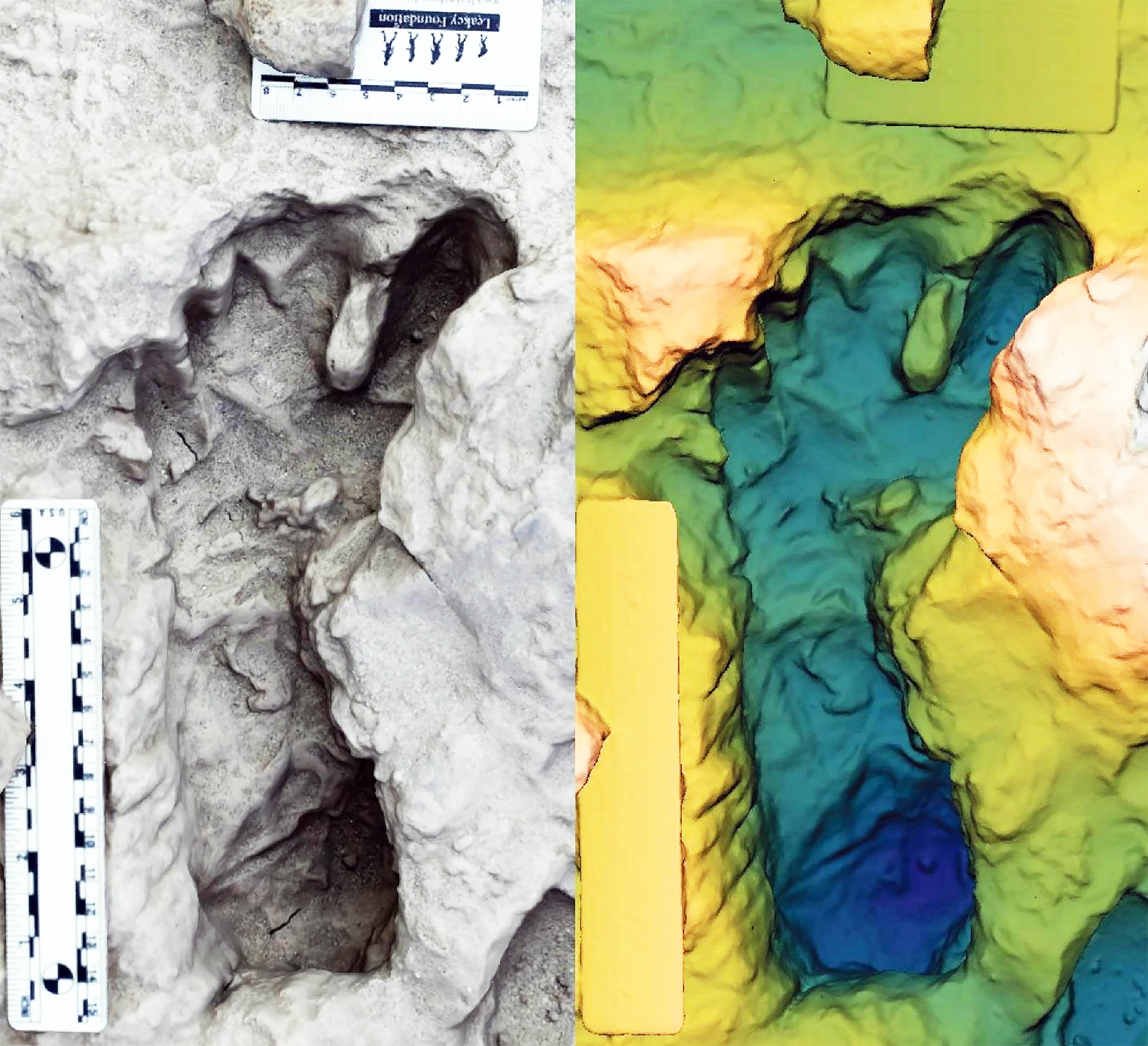 Footprints show two extinct human ancestor species lived together