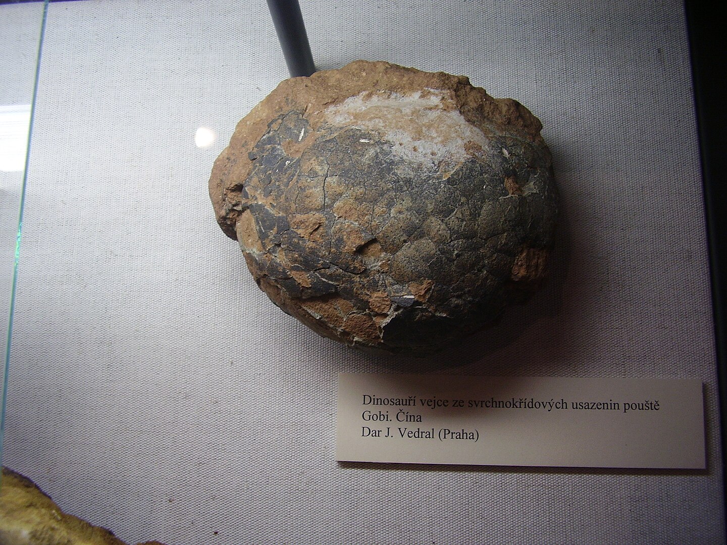 70-Million-Year-Old Dinosaur Egg Found Intact in Argentina