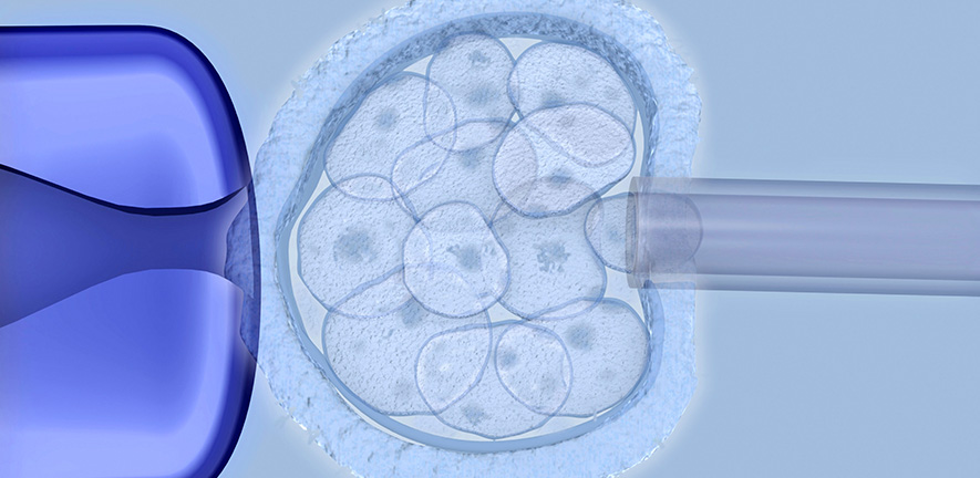 Widely-used technique for assessing IVF embryos may be flawed, study suggests