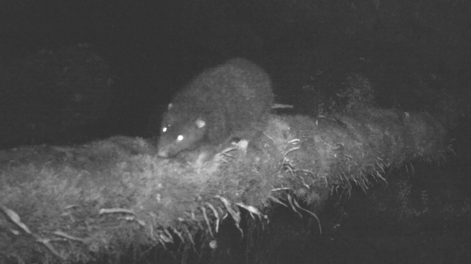 “Lost” giant rat found alive in Papua mountains after 30 years