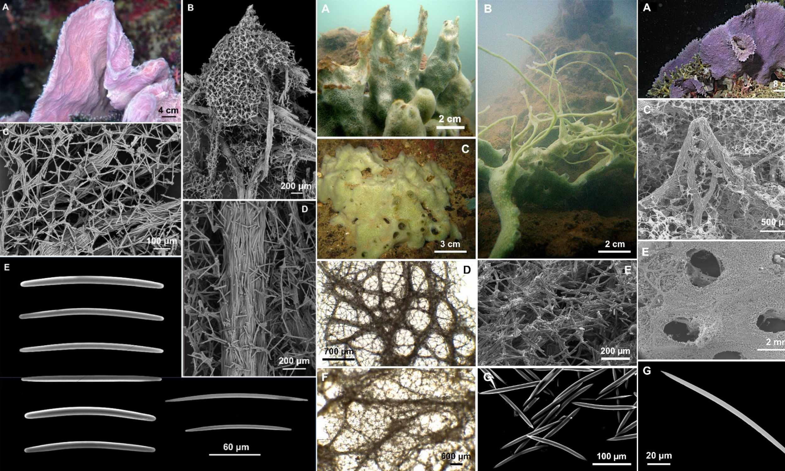 Extraordinary new species of giant sea sponge discovered