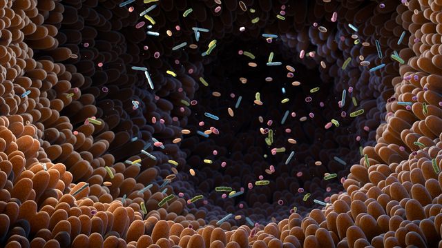 Microbiome Metabolites Found To Regulate Cell Growth