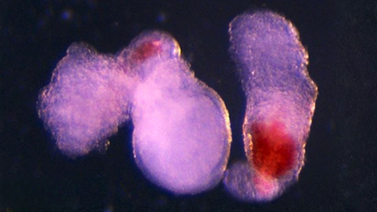 Embryo-Like ‘Blood Factories’ Could One Day Supplement Donations : ScienceAlert