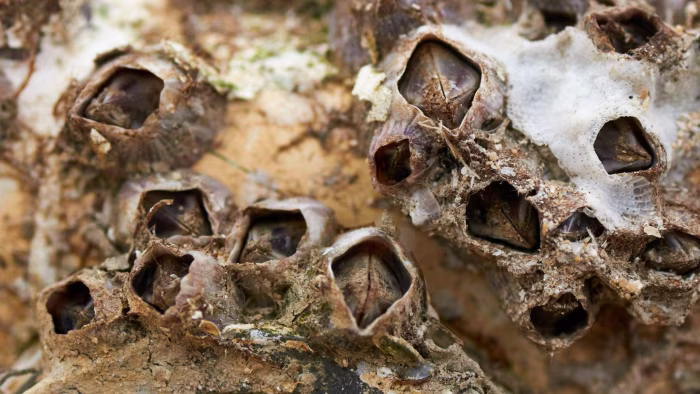 Barnacle bureaucracy slows European ships