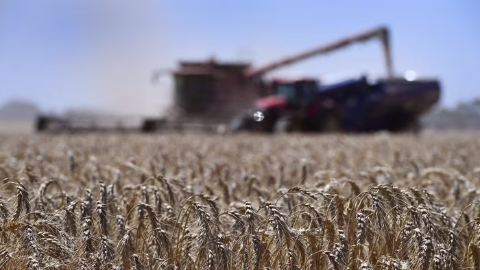 Australia battles ‘superweeds’ threat to key wheat exports