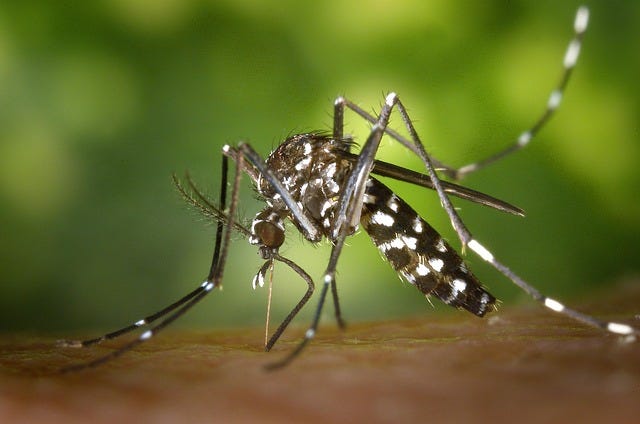 Big increase in DENV-3 Dengue serotype reported in Santa Catarina, Brazil