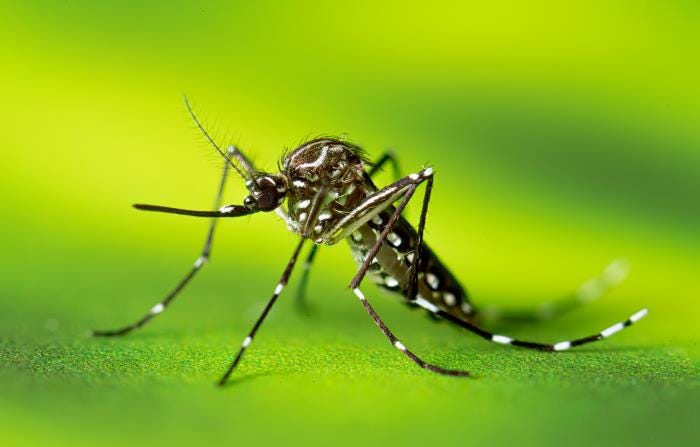 Taiwan: More local dengue reported