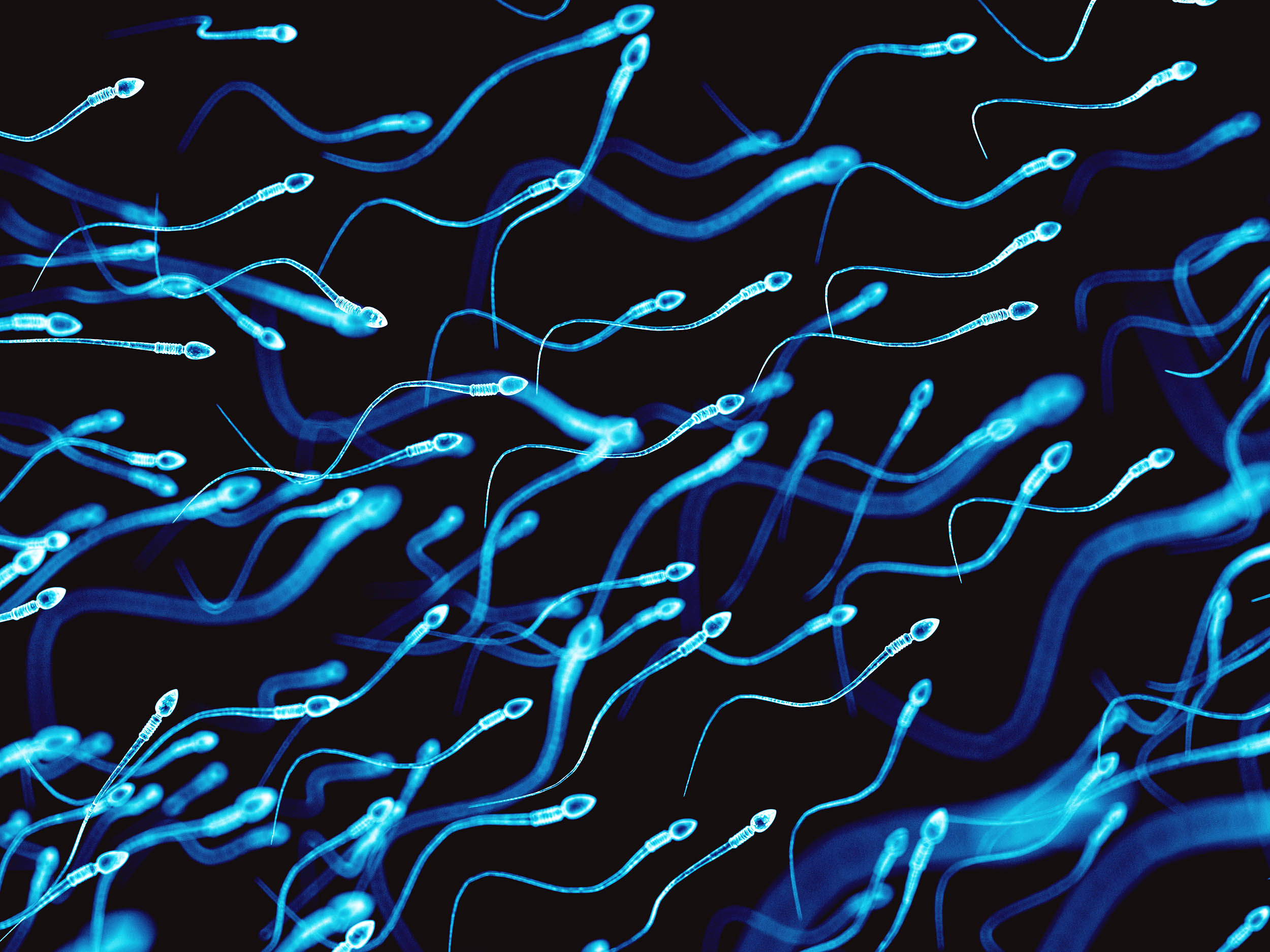 Treatment that helps sperm movement may reverse male infertility