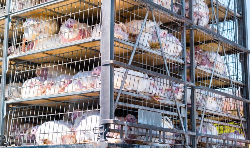 Flurry of H5N1 activity noted in commercial poultry, wild birds