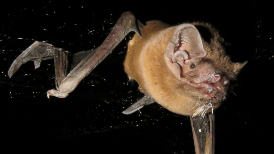 Tracking bats as they hunt birds in the skies above Europe