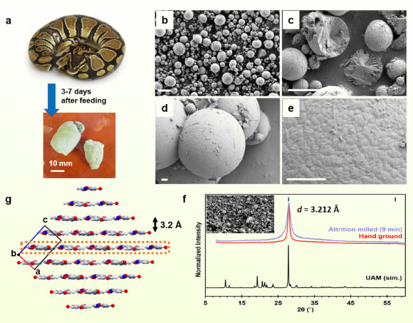 New Research Reveals How Reptiles ‘Package Up and Pee’ Crystalline Waste