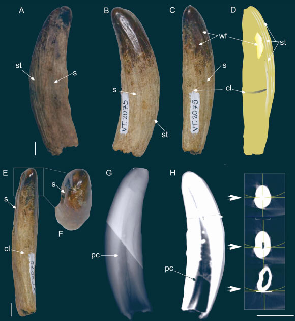 Fossil of Carnivorous ‘Swamp Monster’ Found in Brazil