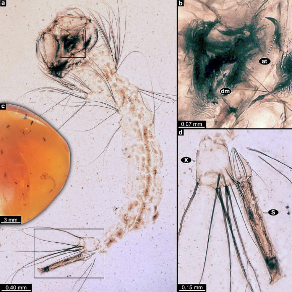 99-Million-Year-Old Amber Preserves Earliest-Known Mosquito Larva