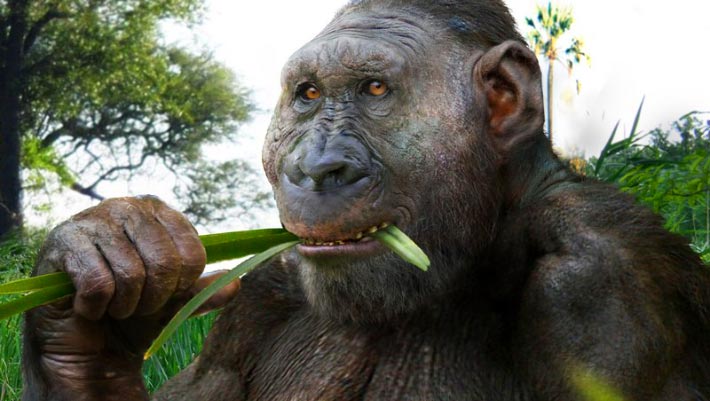 Paranthropus boisei was Capable of Tool Making, New Fossil Suggests