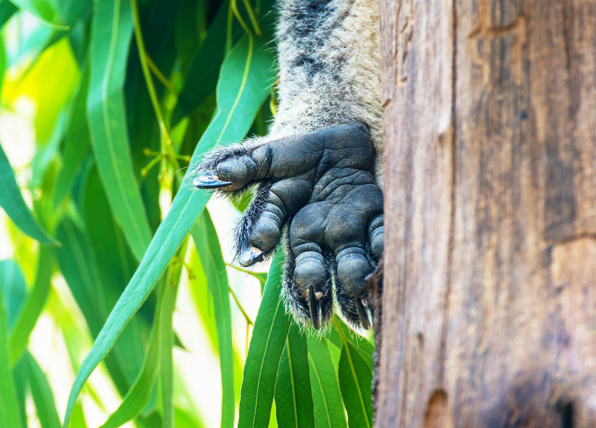 Koalas somehow evolved fingerprints nearly identical to humans