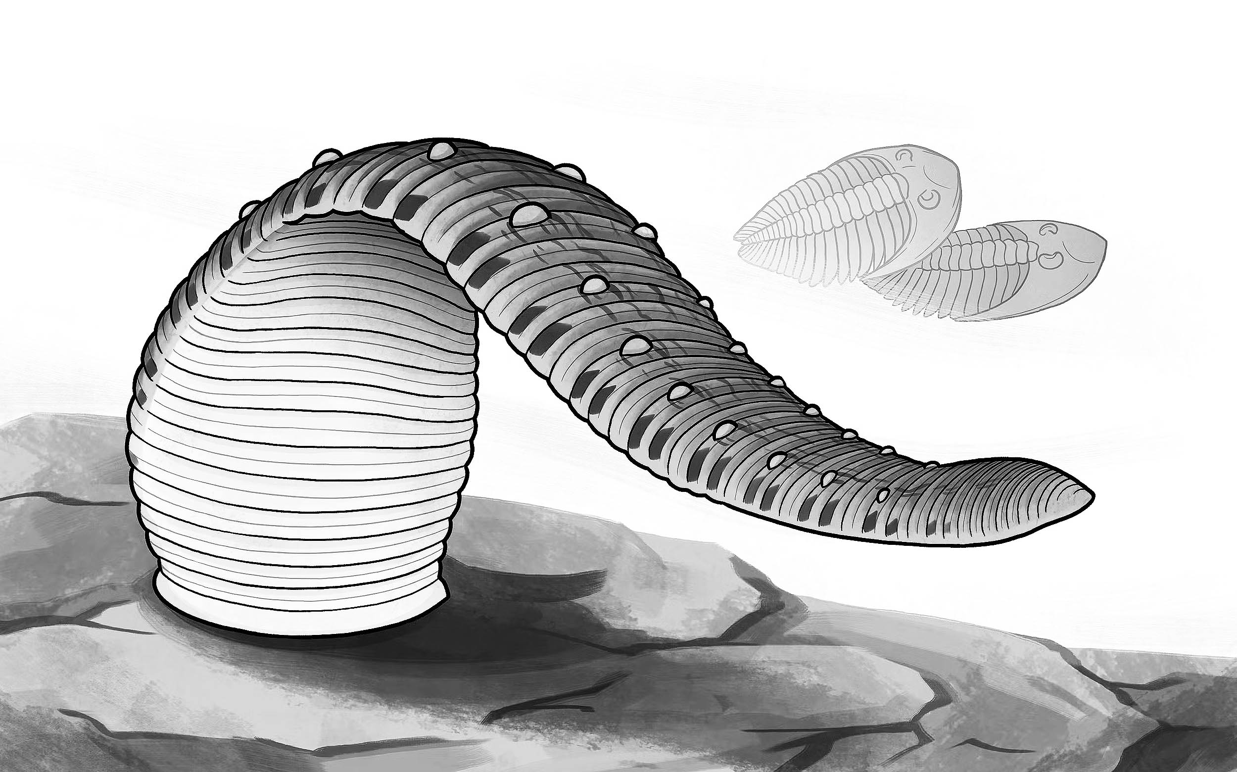 Fossil discovery shows the first leeches were not blood suckers