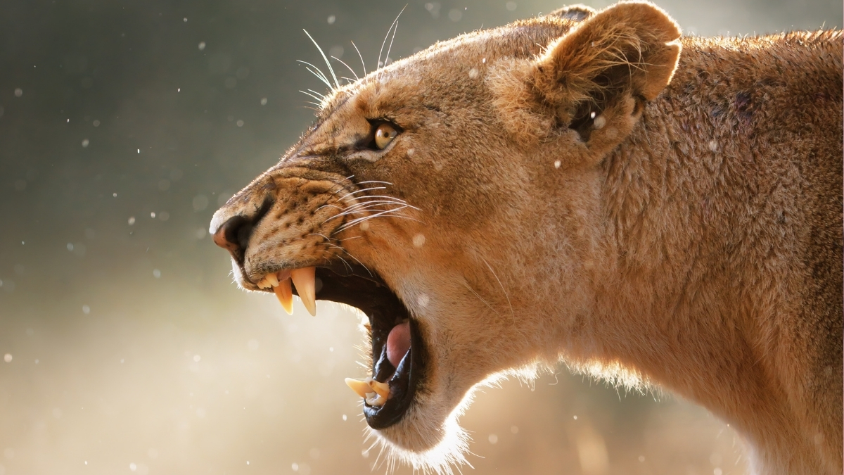 There’s One Super Predator in Africa That Instills More Fear Than Lions : ScienceAlert