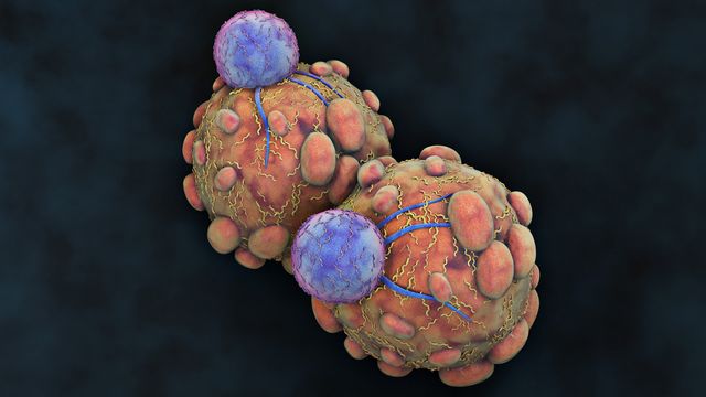 Immune Cells Use Lipids to Kill Infected Targets