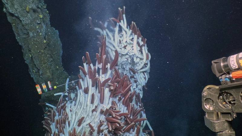 Hydrothermal Vent Temperatures Used To Forecast