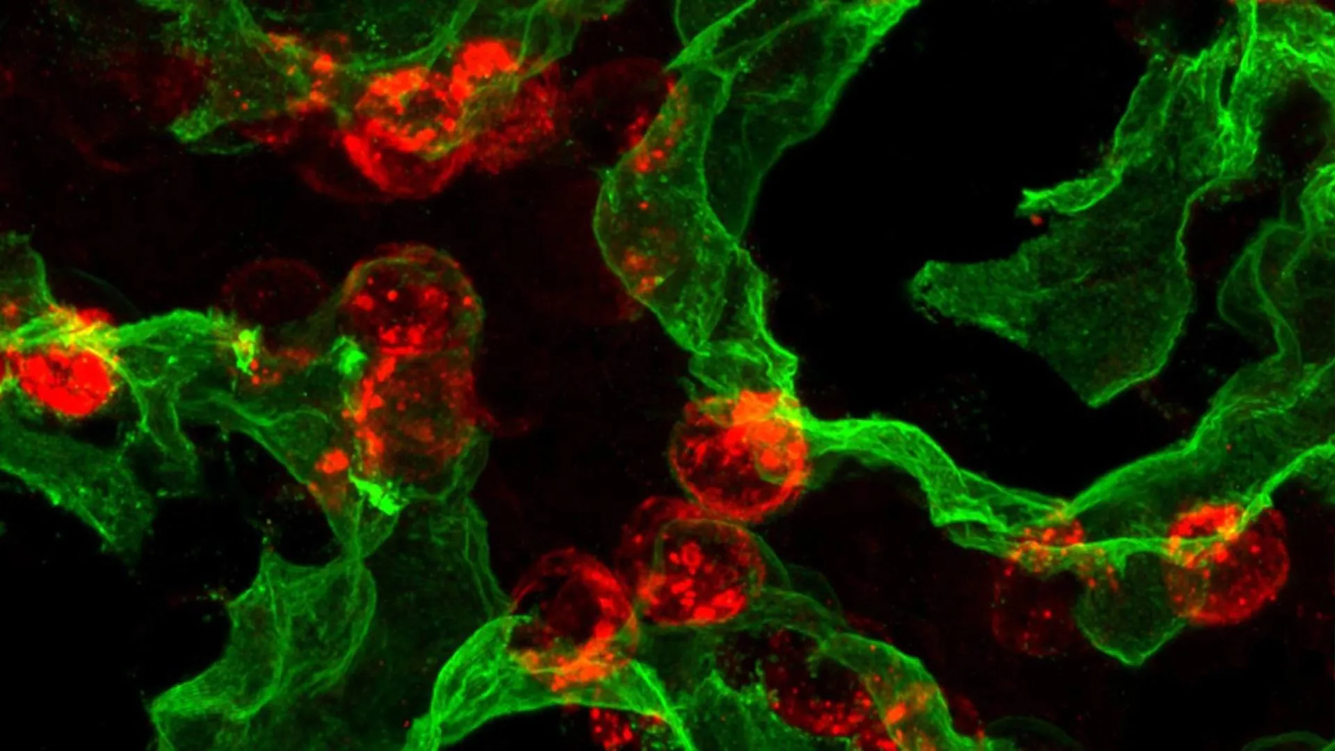 Scientists just found the lung’s hidden self-healing switch
