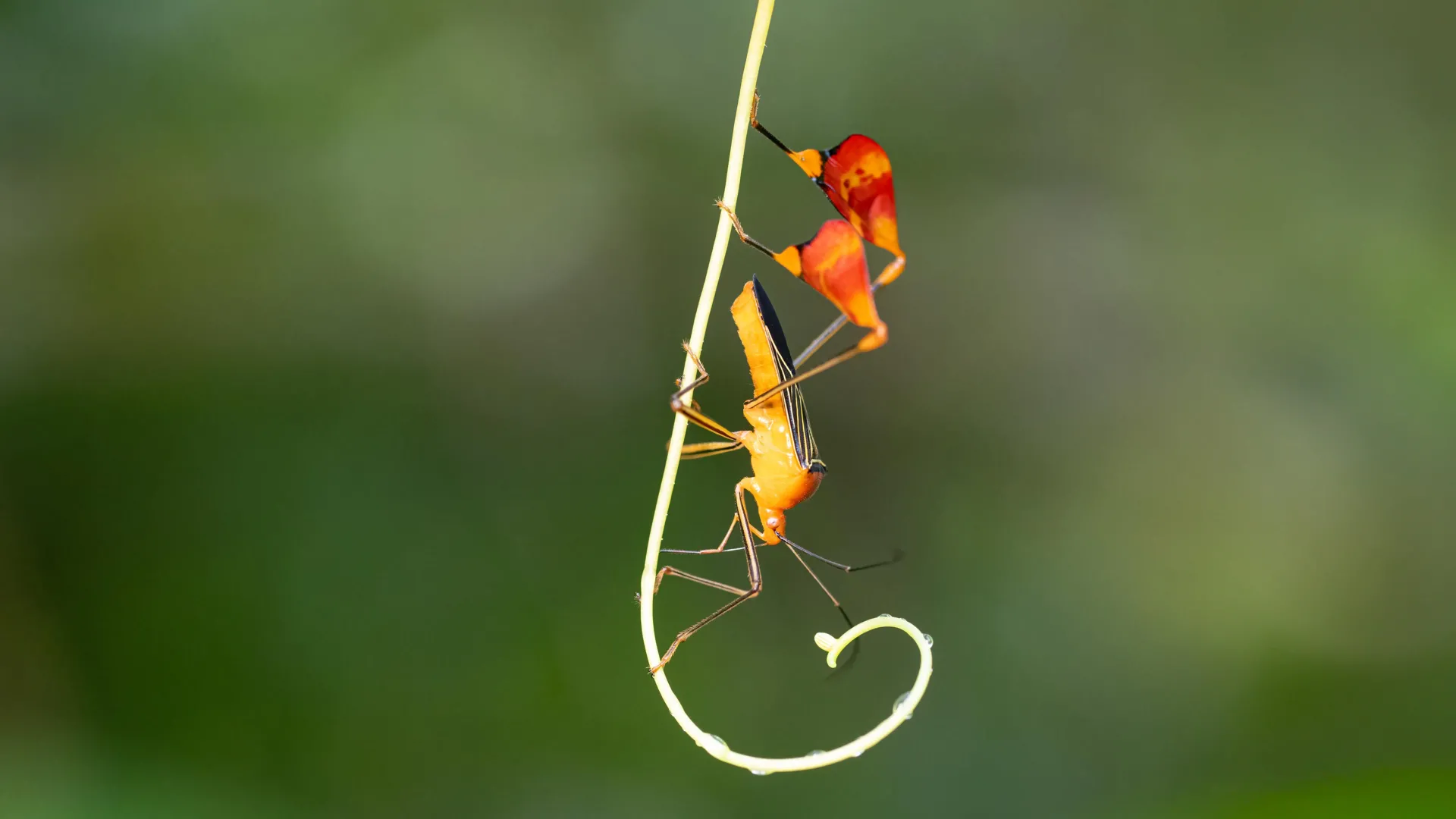What looks like dancing is actually a bug’s survival trick