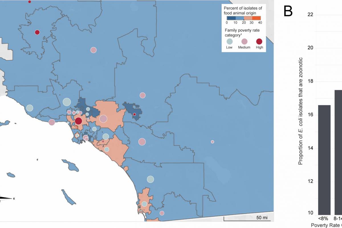 Food-Producing Animals Cause 18% of UTIs in Los Angeles — Vax-Before-Travel