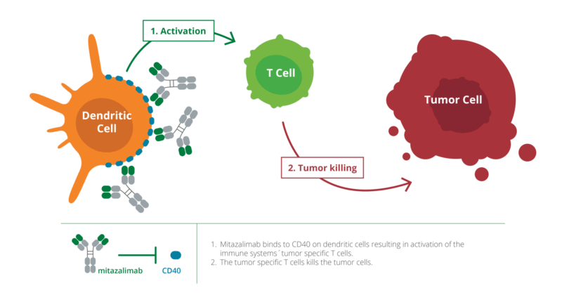 mitazalimab-mechanism of action Oncodaily