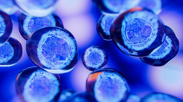 Nuclear Pore Complex Study Reveals Transport Secrets