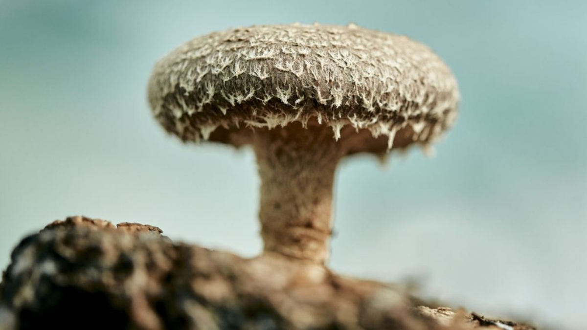 Scientists Built a Working Computer Memory Out of Shiitake Mushrooms : ScienceAlert