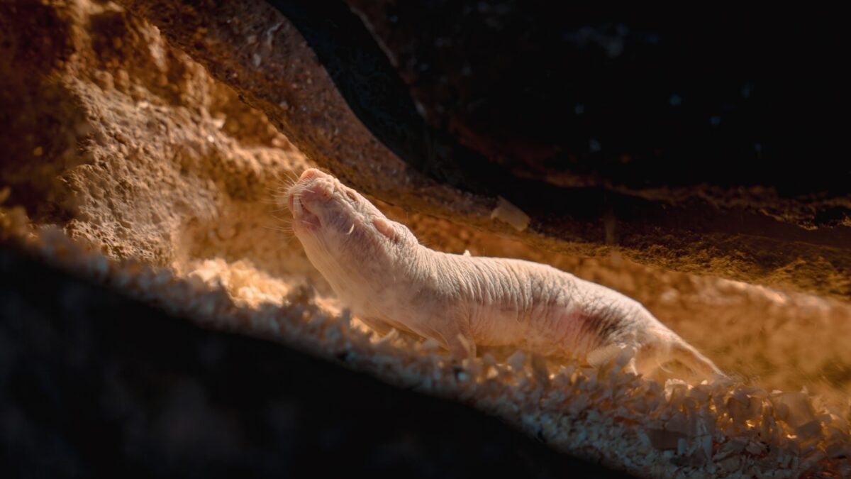 Some Naked Mole-Rats Are Just Born to Clean Toilets, Study Suggests
