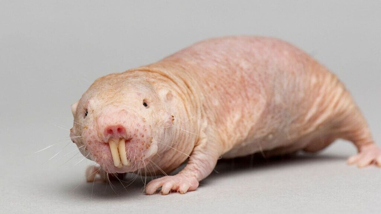 Secret to long life unlocked? Naked mole-rat’s DNA repair mechanism offers promising longevity clues