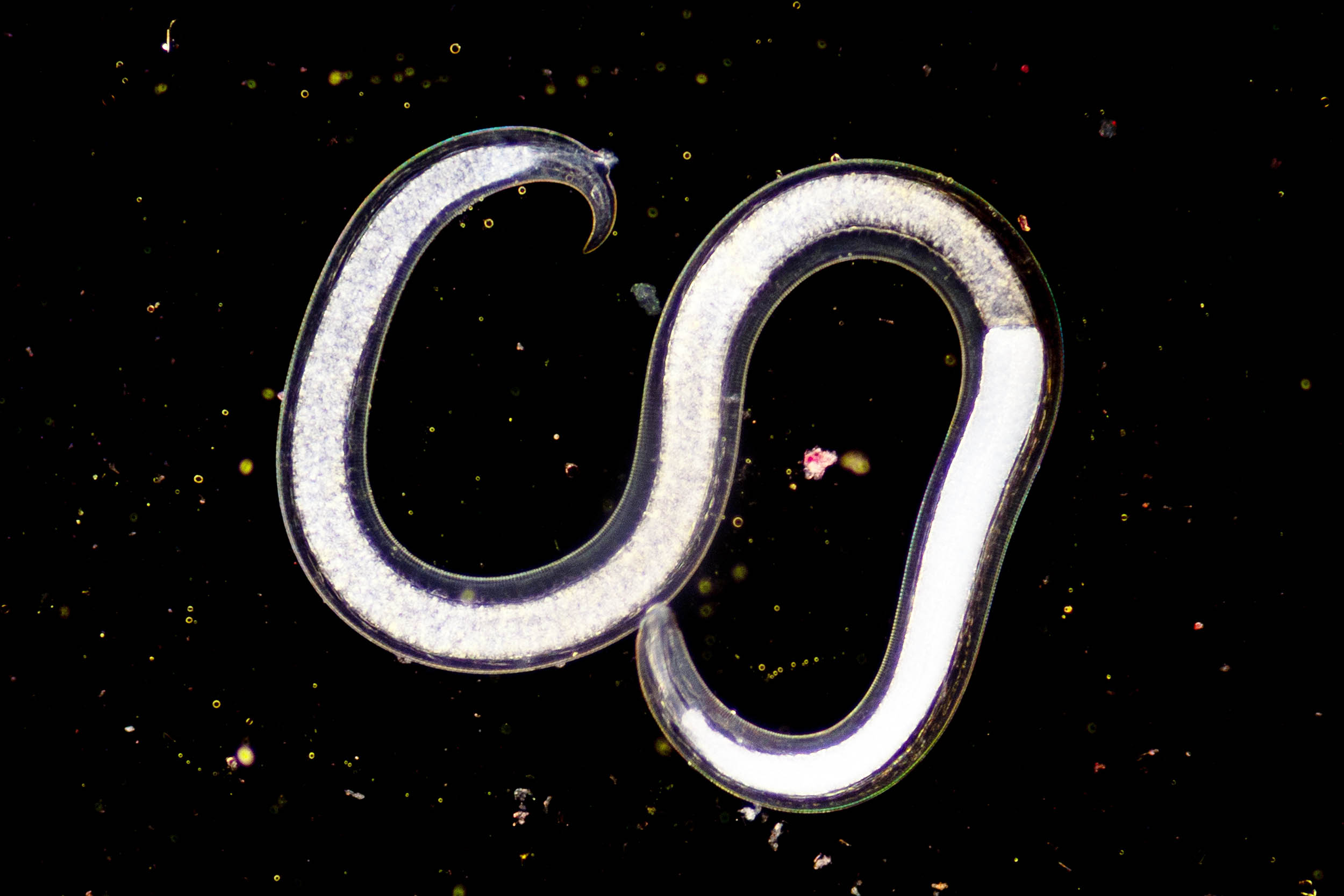 Scientists revive a worm that was frozen in Siberia for 46,000 years