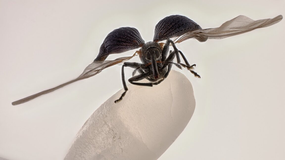 Rice weevil on a grain of rice wins 2025 Nikon Small World contest