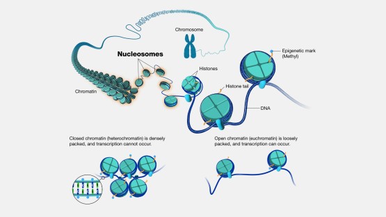 Under Pressure: How Cornell’s synchrotron helped reveal hidden differences in our DNA packaging
