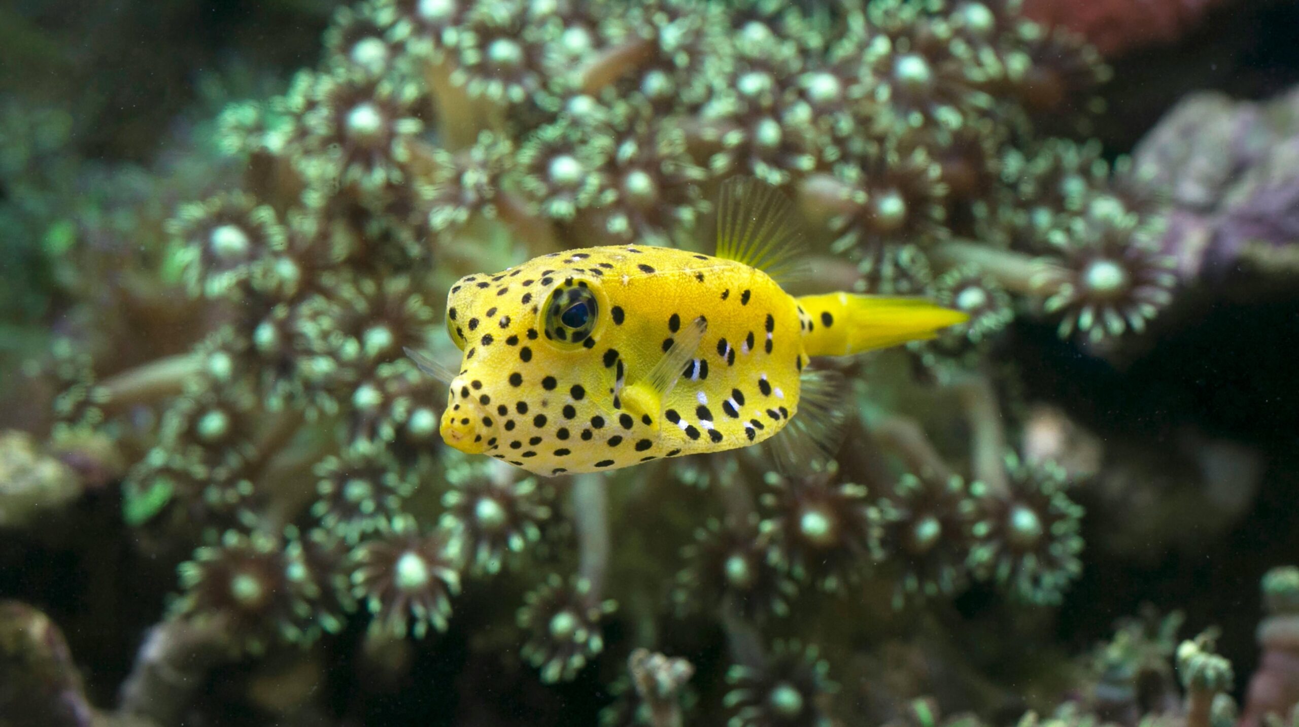 How animals get their spots, and why they are beautifully imperfect | CU Boulder Today