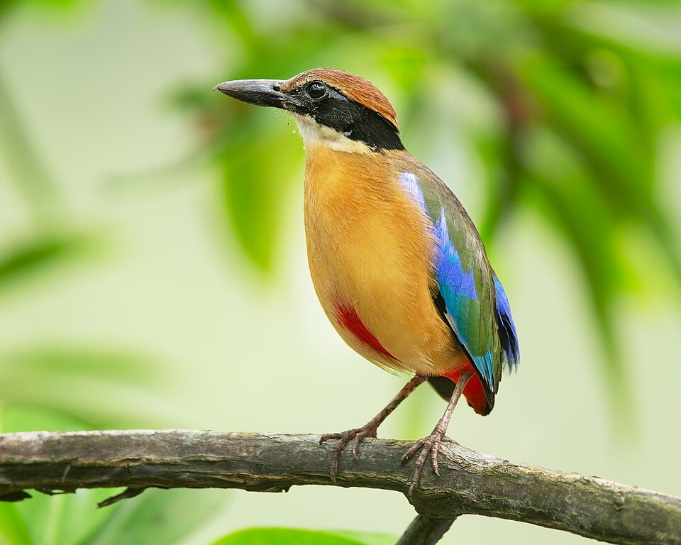 New STAR guidance supports governments and civil society in accelerating Nature-Positive action – Press release