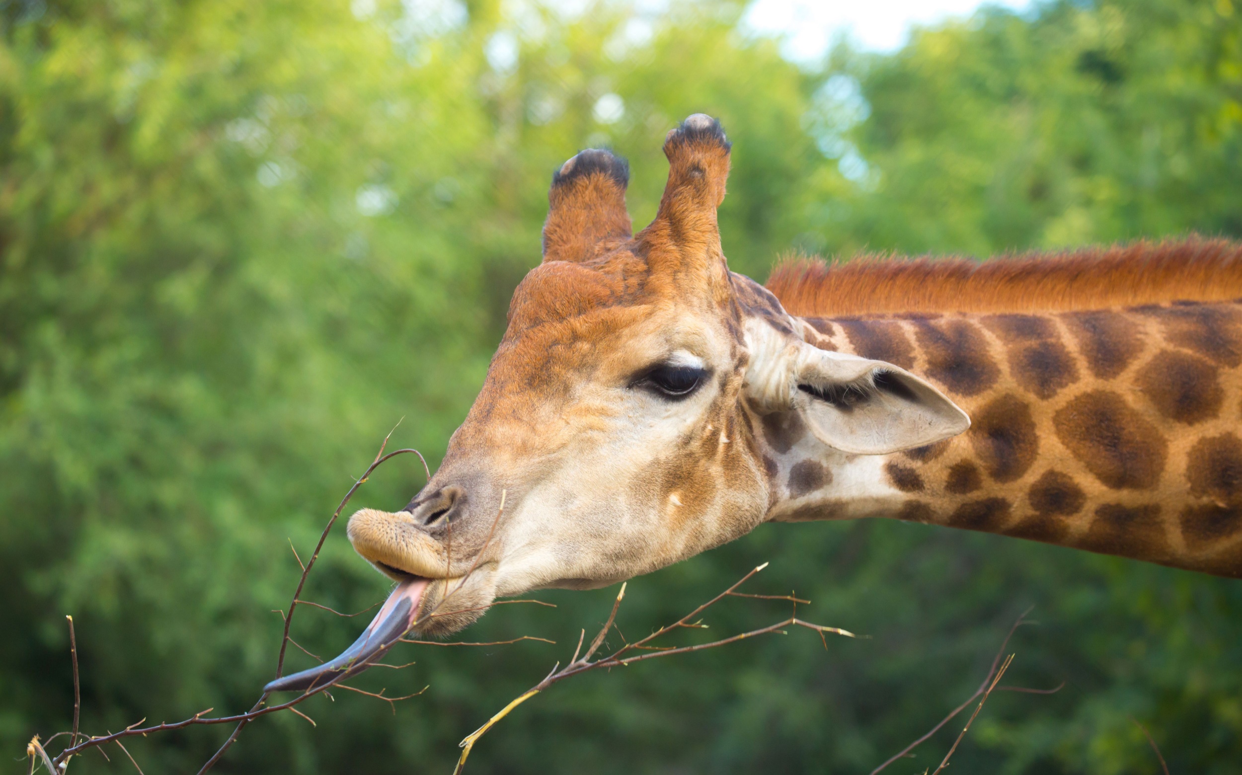 How gut microbes are helping wildlife survive a changing savanna