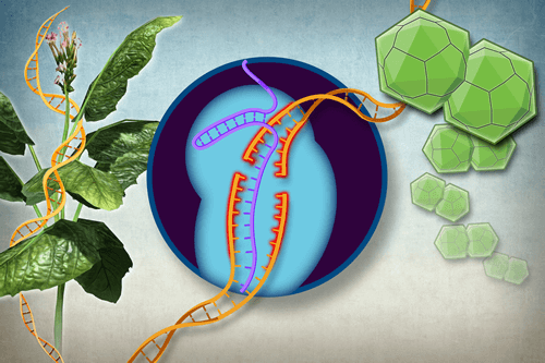 Video: 101 seconds on the plant biology synthetic revolution