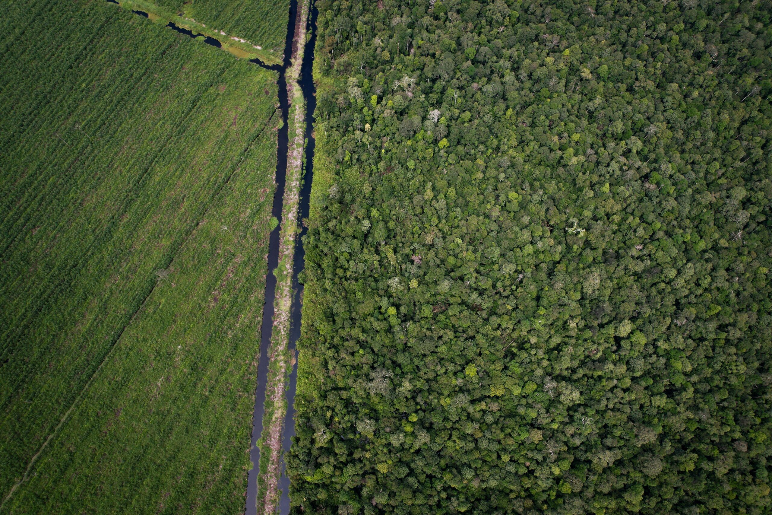 IUCN and APRIL launch five-year collaboration to advance conservation science in Indonesia and beyond – Press release